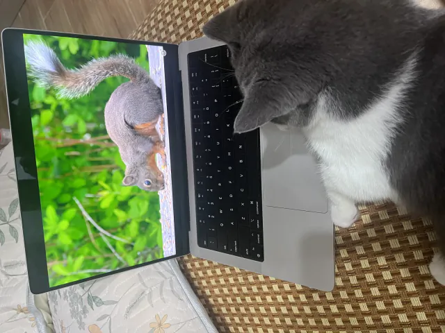 Milo watching a film on the sofa