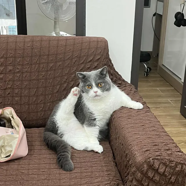 Milo the cat looking directly at the camera