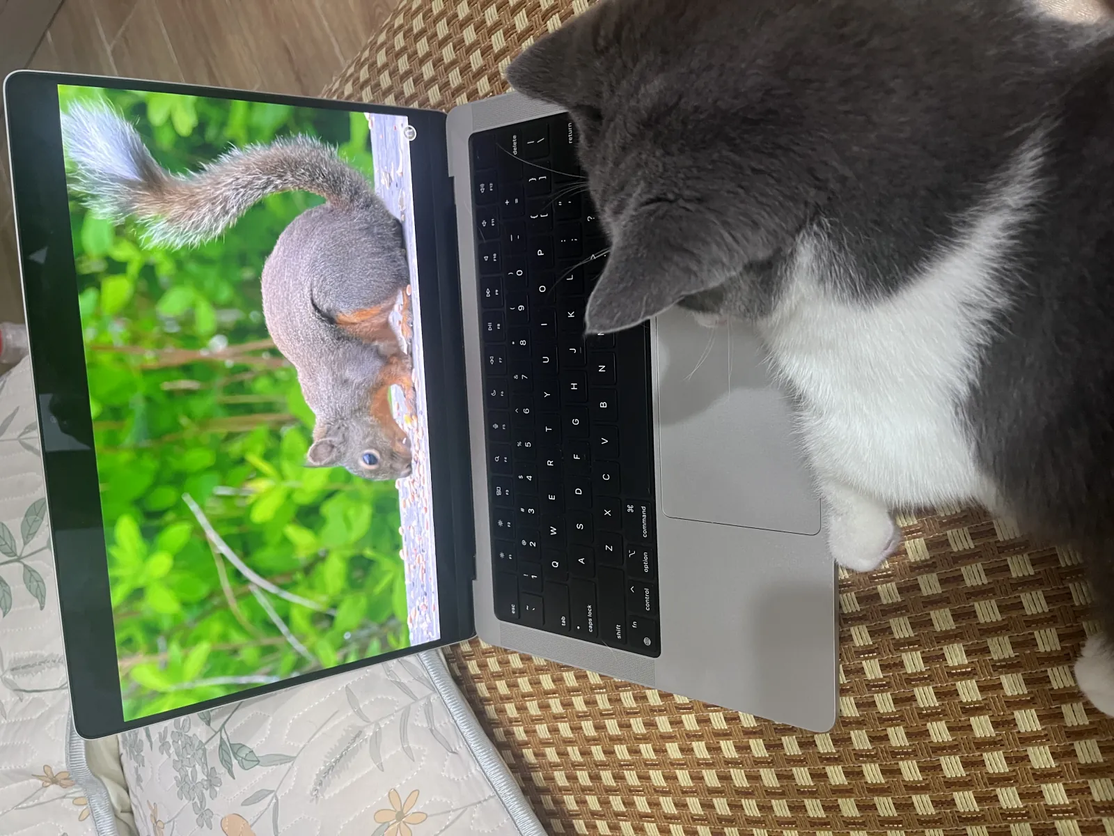 Milo watching a film on the sofa
