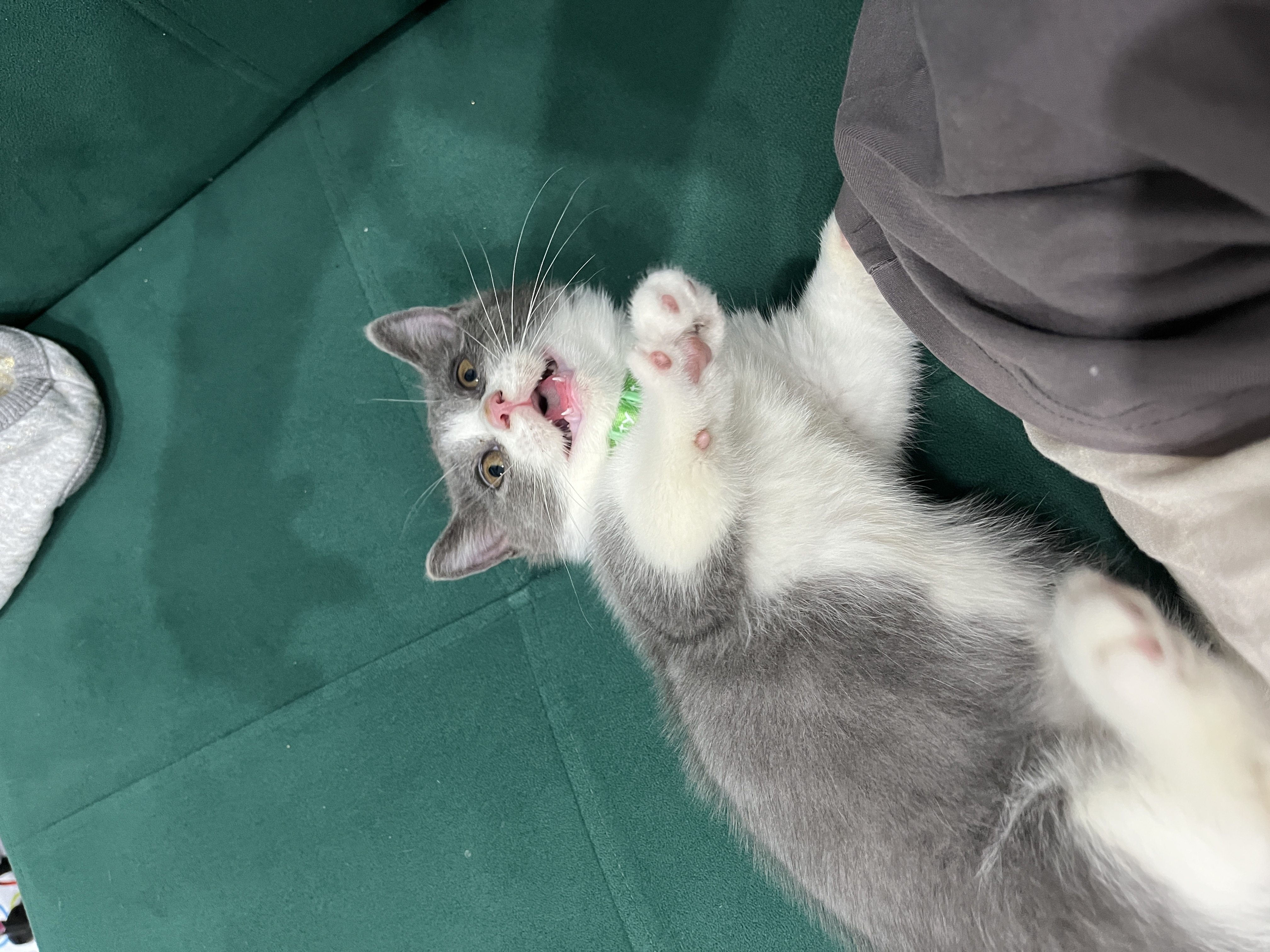 Milo as a kitty
