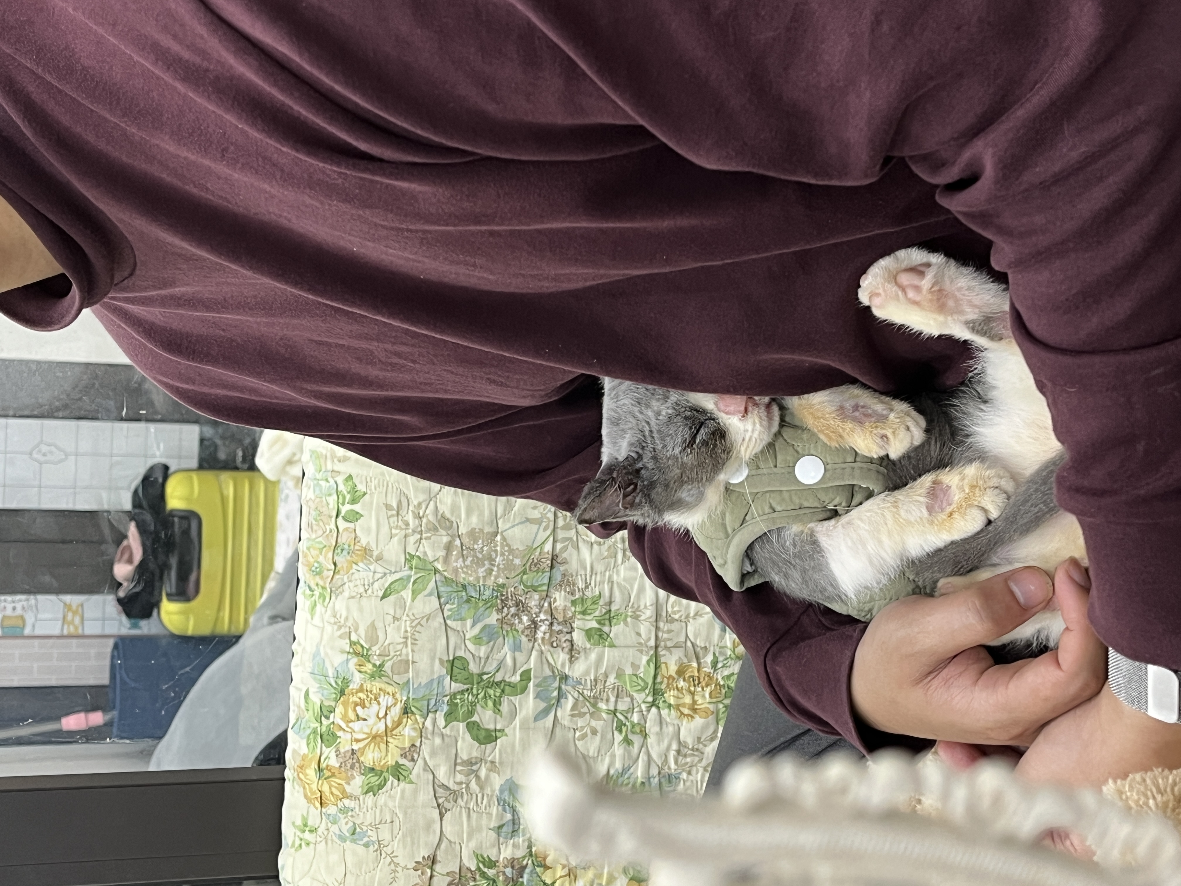 Milo as a kitty