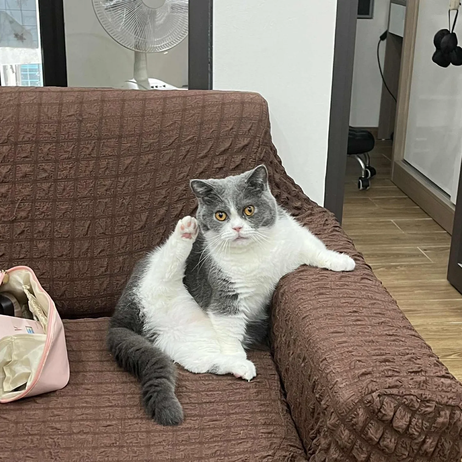 Milo the cat looking directly at the camera